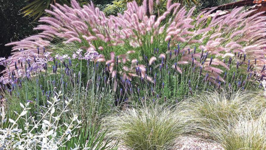 Traumpartner mit gleichem Wasserbedarf: das Lampenputzergras (hinten), Lavendel in der Mitte und die Neuseeländische Segge (vorne rechts)