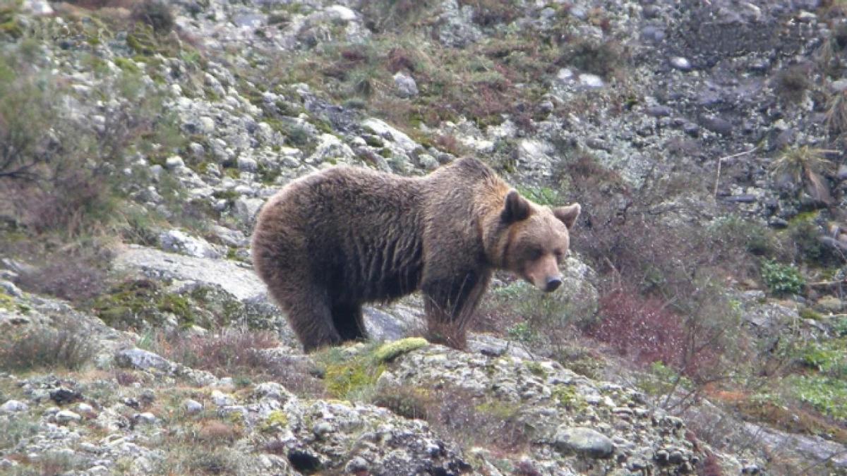 El oso pardo empieza a salvarse de la extinción