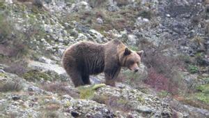 El oso pardo empieza a salvarse de la extinción