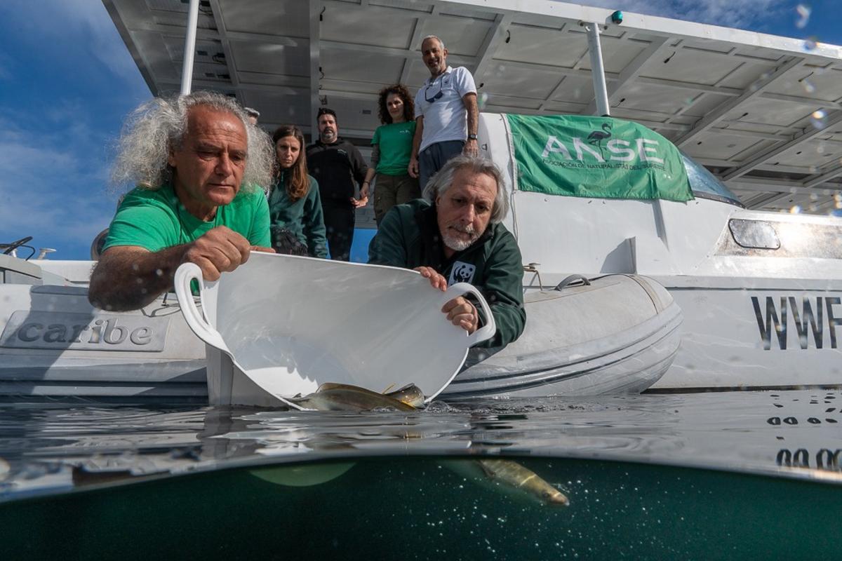Un momento de la liberación de los ejemplares de anguila europea en el Mar Menor