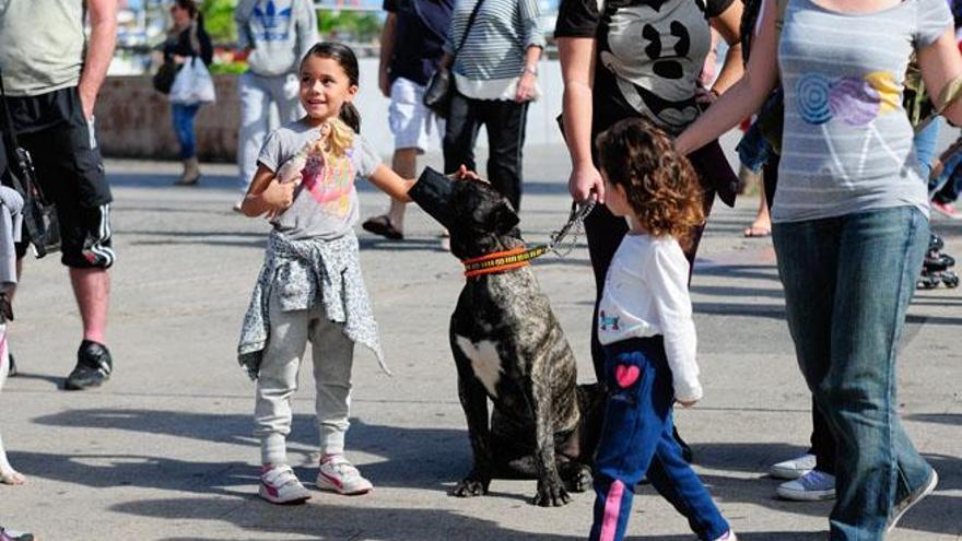 Un instructor juega con un perro para mostrar su agilidad.