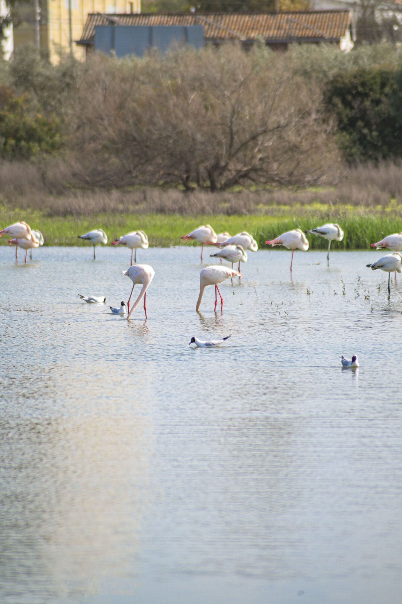 La laguna de Fuente de Piedra se recupera tras las últimas lluvias
