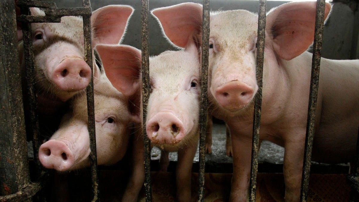 Una inteligencia artificial para gestionar granjas de cerdos gana la Pre-incubadora de Extremadura