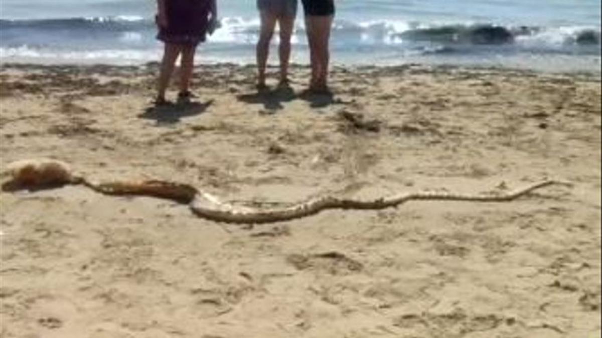 El esqueleto estaba prácticamente completo y la resaca lo dejó en la costa.