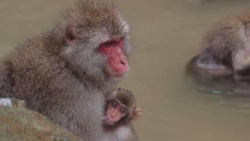 Ejemplares de macaco japonés en su hábitat natural.