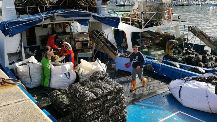 Dos empresas optan al proyecto de seis “long lines” para captar mejilla en Bueu