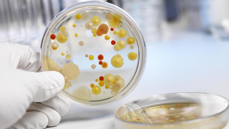 Las bacterias producen enfermedades infecciosas.