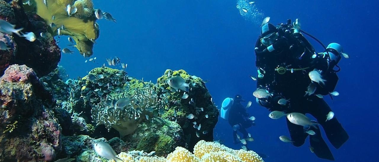 Image result for cosechando Aplidium albicans en el mar de Ibiza