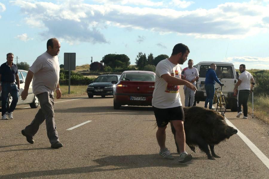 Un jabalí por la carretera de Pereruela