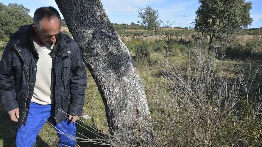 Manuel Bárbulo muestra el tronco de una encina tocada ya por la enfermedad en un pago de Fornillos.