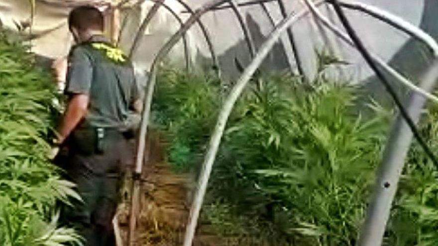 Plantació de marihuana en la casa aïllada