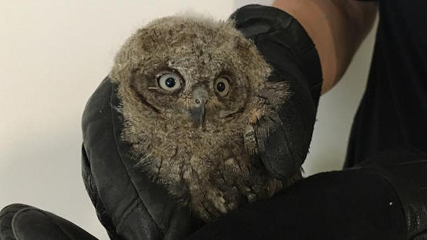 Recuperan tres aves protegidas en Bétera