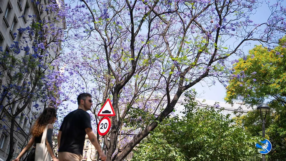 Las jacarandas cumplen un centenar de años en Barcelona con una de las floraciones más vistosas de su historia