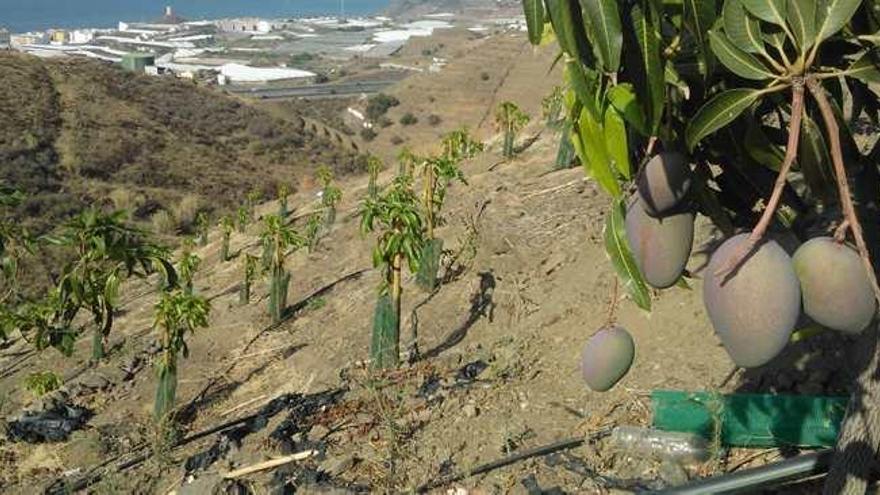 La campaña de mango de este año tendrá una producción más corta y la demanda será alta.