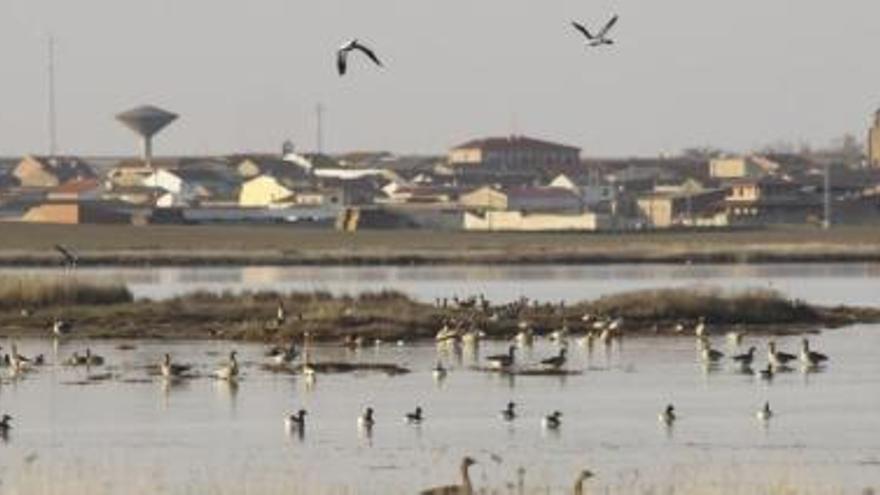 Concentración de aves en la Salina Grande, ayer por la tarde, con el pueblo de Villafáfila al fondo.