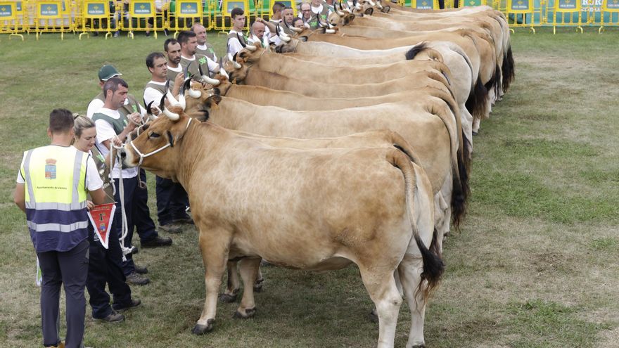 La potencia del campo asturiano se exhibe en Llanera: así fue la gran competición en el ferial de Ables