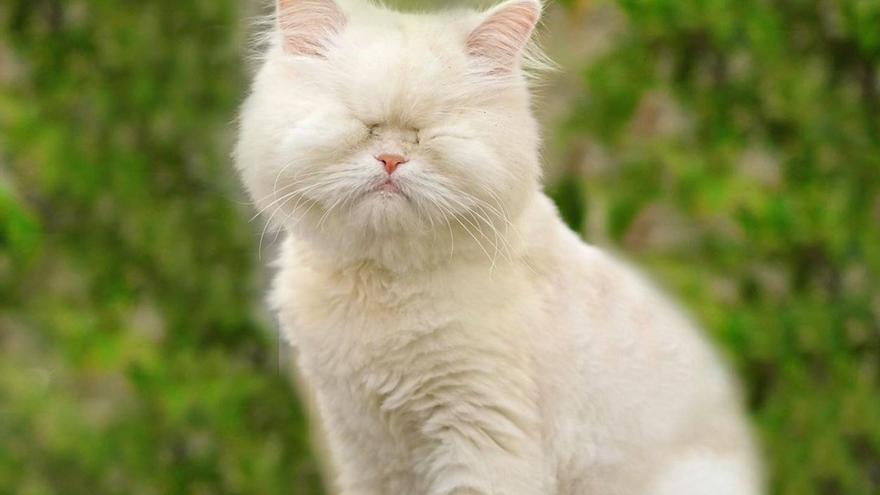 GATO PERSA SIN OJOS | La historia de Moet, la gata persa ciega que se ha  hecho famosa en Instagram