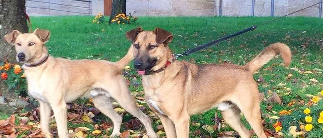 Zampán y Pistón, dos perros al cuidado de los voluntarios. // FdV