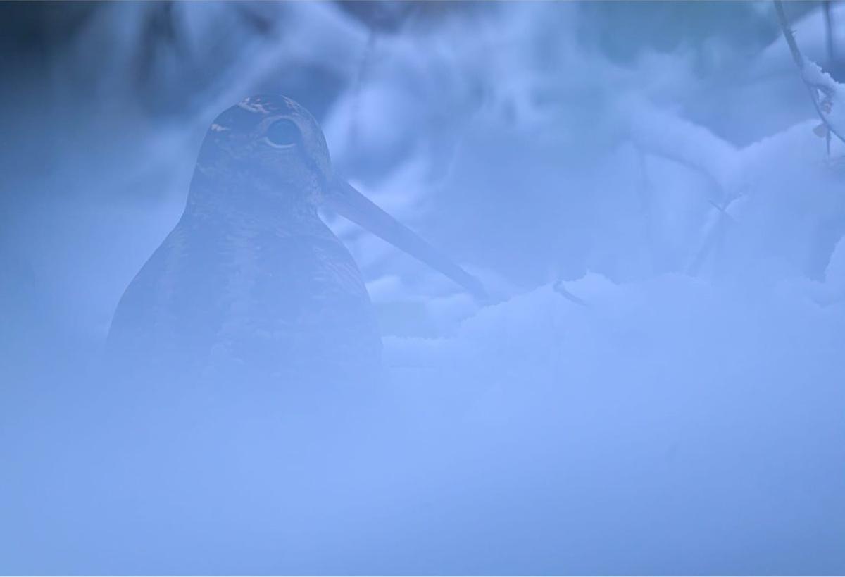 Somiedo, el concejo que retrata a los osos