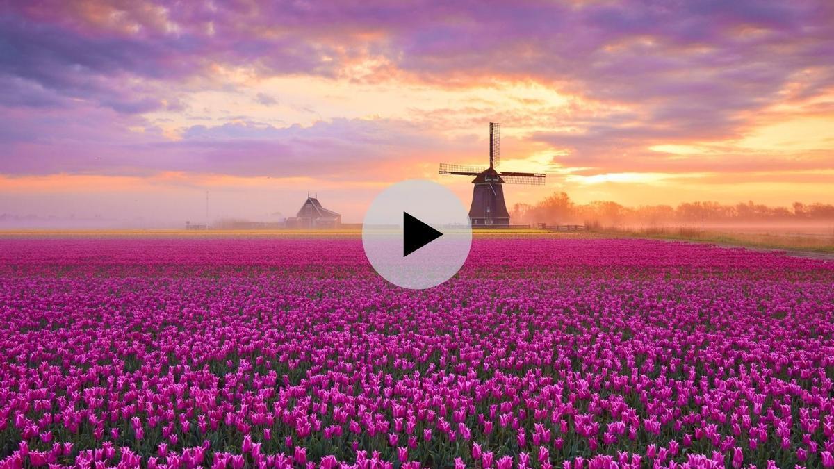 Tulipanes, Holanda, Países Bajos