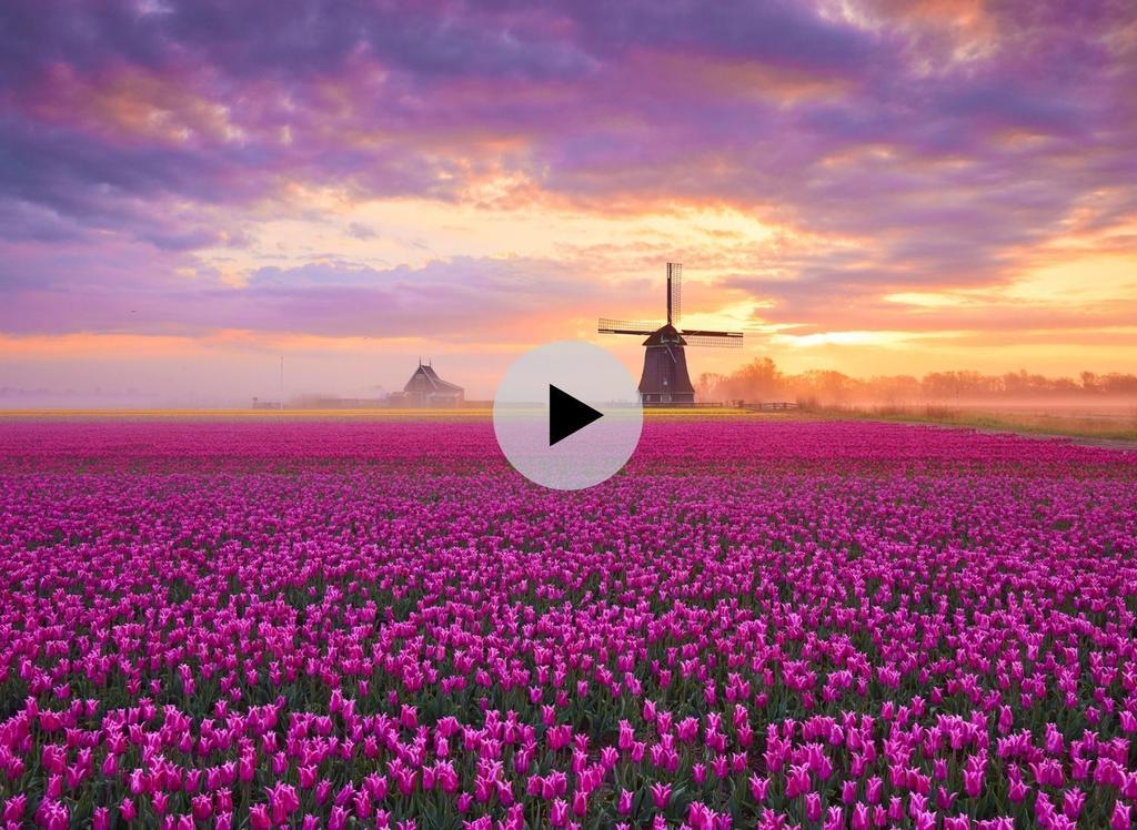 Tulipanes, Holanda, Países Bajos