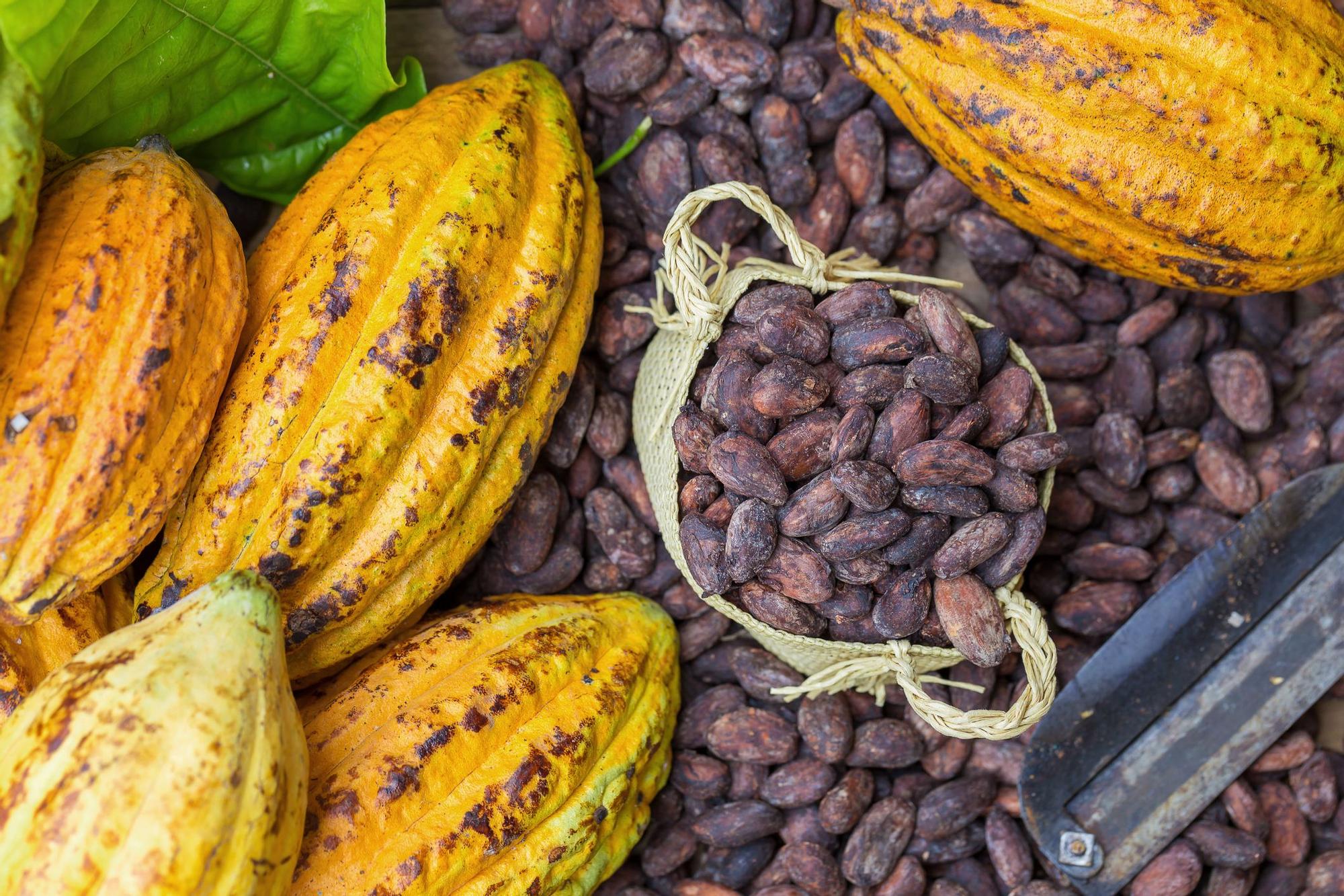 Cacao, fruto y semillas