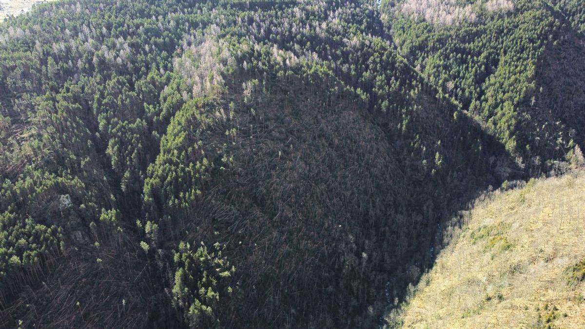 Les fotos de l'afectació al bosc després de la ventada al Ripollès