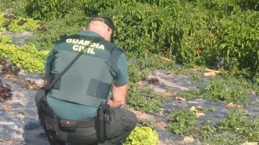 Un agente en la finca donde se sustrajeron las hortalizas. // Guardia Civil