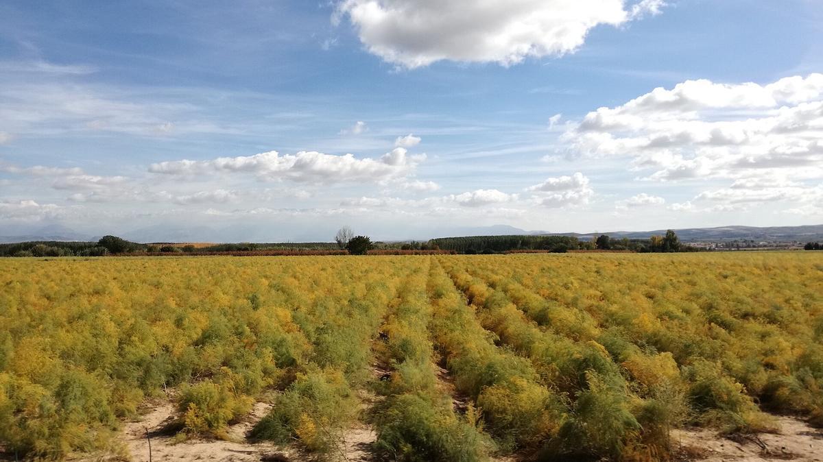Tierras de cultivo en Valderrubio