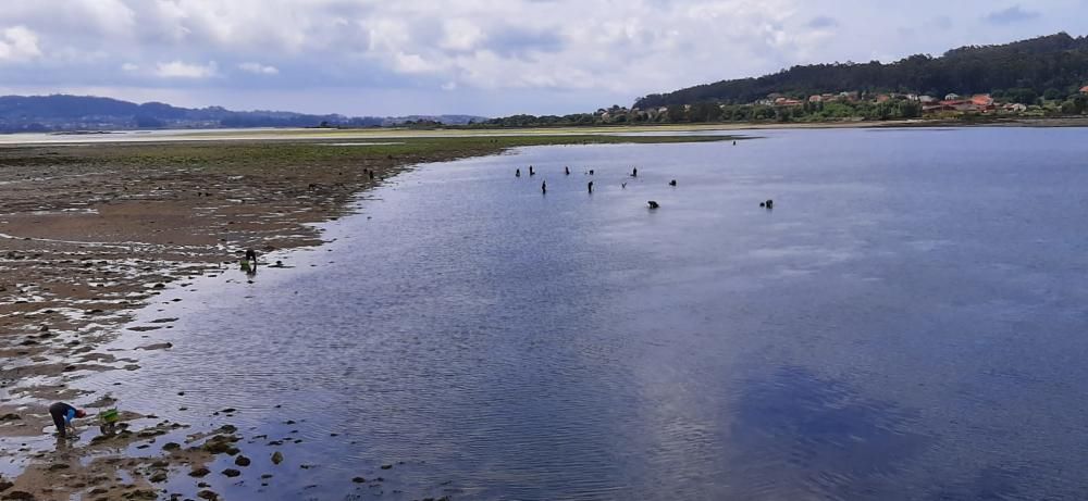 La actividad marisquera se intensifica en la ría