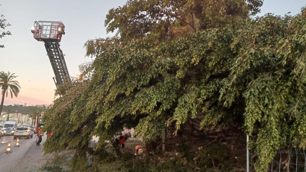 El árbol desplomado tenía ocho metros de altura.