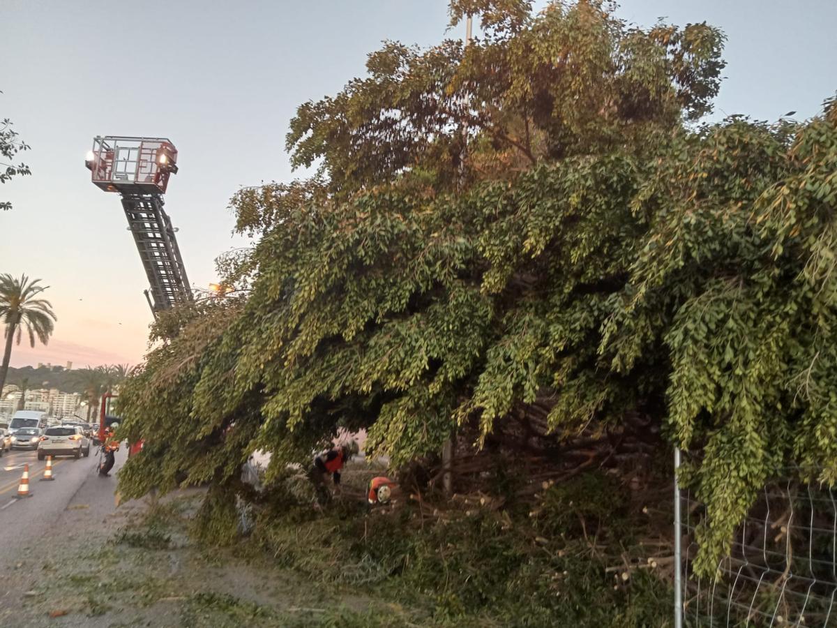 El árbol desplomado tenía ocho metros de altura.