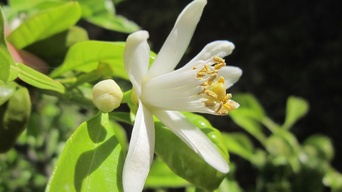 La flor del limonero dará un toque natural a tu casa y un aroma muy agradable