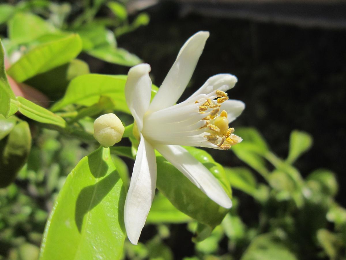 La flor del limonero dará un toque natural a tu casa y un aroma muy agradable