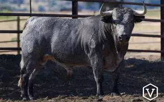 Adolfo Martín, seis toros de lujo para la 'Feria de cine' en Castellón