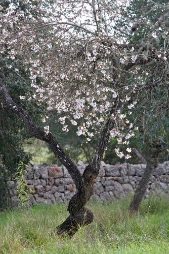 Die ersten Mandelblüten auf Mallorca