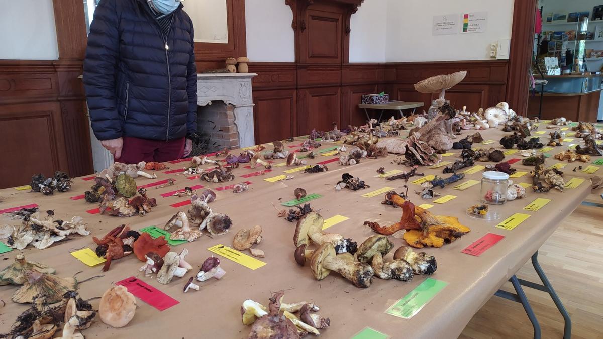 Temporada prolífica para la recolección de setas en  la Serra de Tramuntana