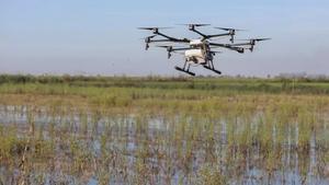 Un dron, en la campaña contra los mosquitos que propagan el virus del Nilo, sobre un arrozal en La Puebla del Río, Sevilla, el pasado 13 de agosto.