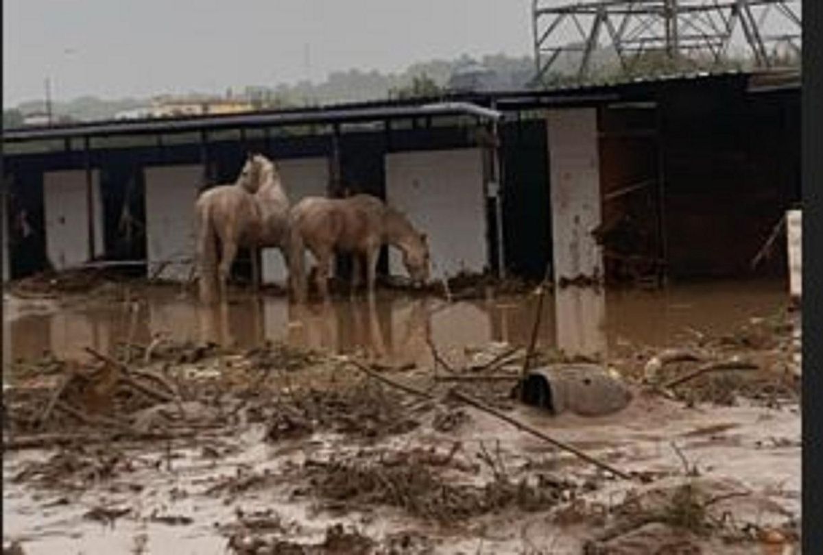 Granja de caballos en Manises arrasda por la Dana, en un imagen de este martes.
