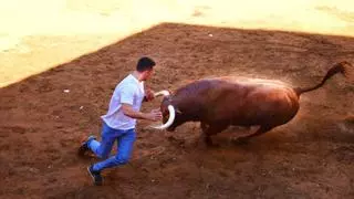 Gran susto en las fiestas de Almassora por una cogida durante los 'bous al carrer'