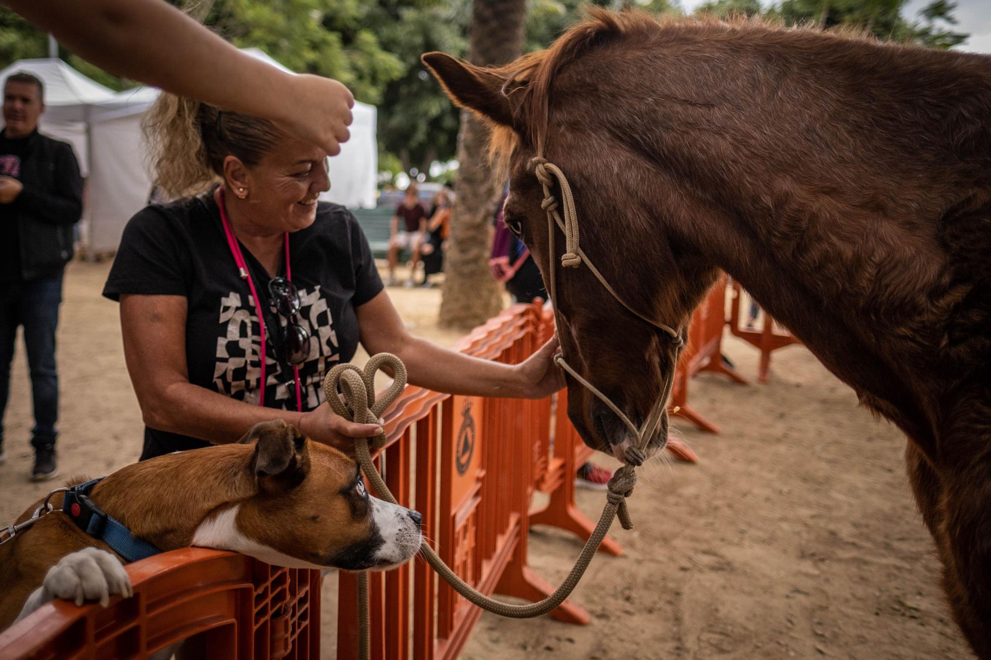 Día de las Mascotas en Santa Cruz de Tenerife