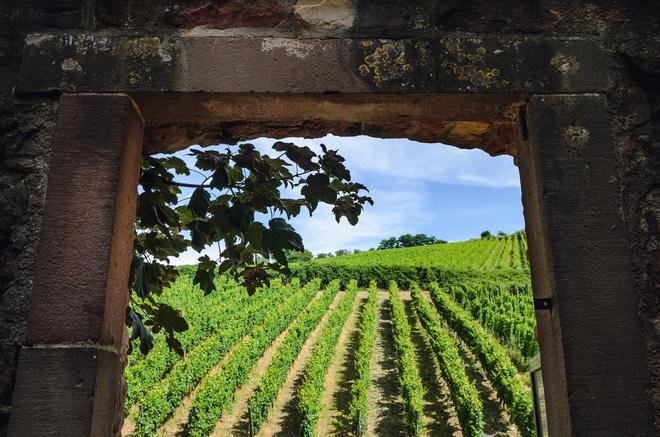 Colmar (Francia) Ruta de los vinos de Alsacia, viñedos