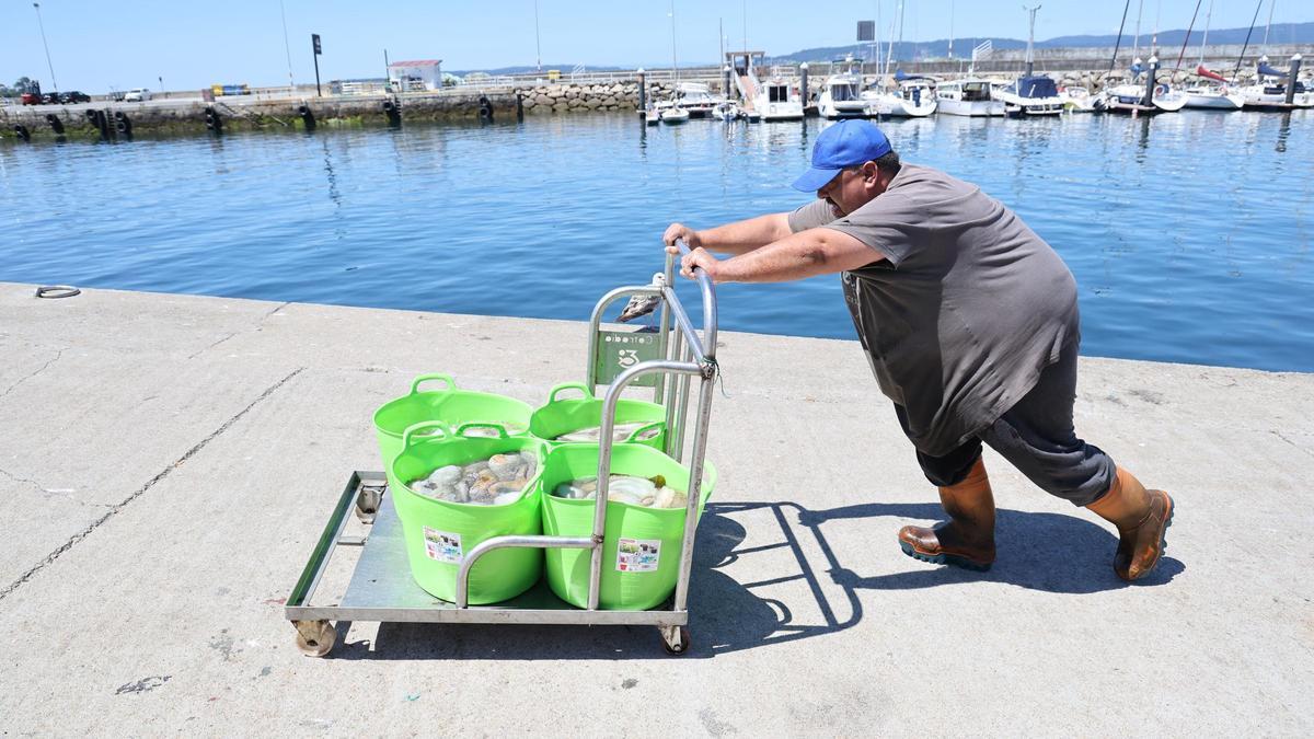 Foto de archivo de un pescador de O Morrazo en julio de 2024, tras la apertura de la veda del pulpo
