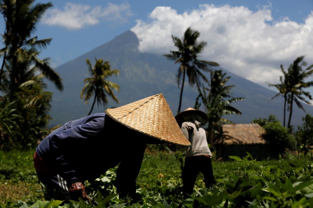 Mount Agung is seen as farmers tend their crops ...