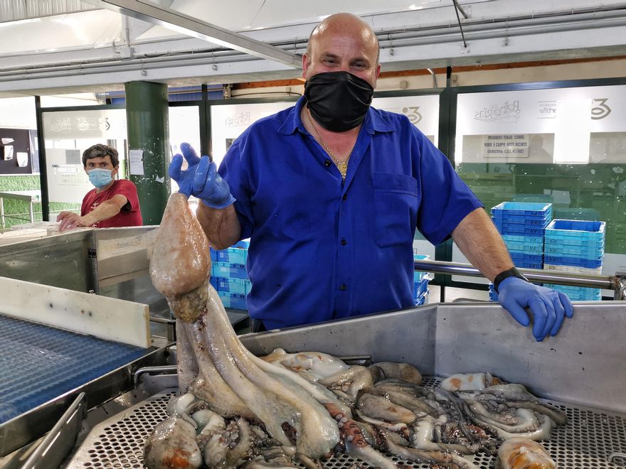 Trabajadores de la lonja de Bueu en la máquina clasificadora del pulpo.