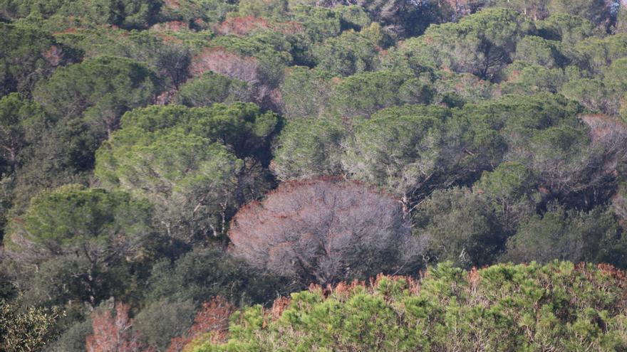 Els propietaris forestals de les Gavarres alerten que la sequera ha matat molts arbres que cal talar "urgentment".