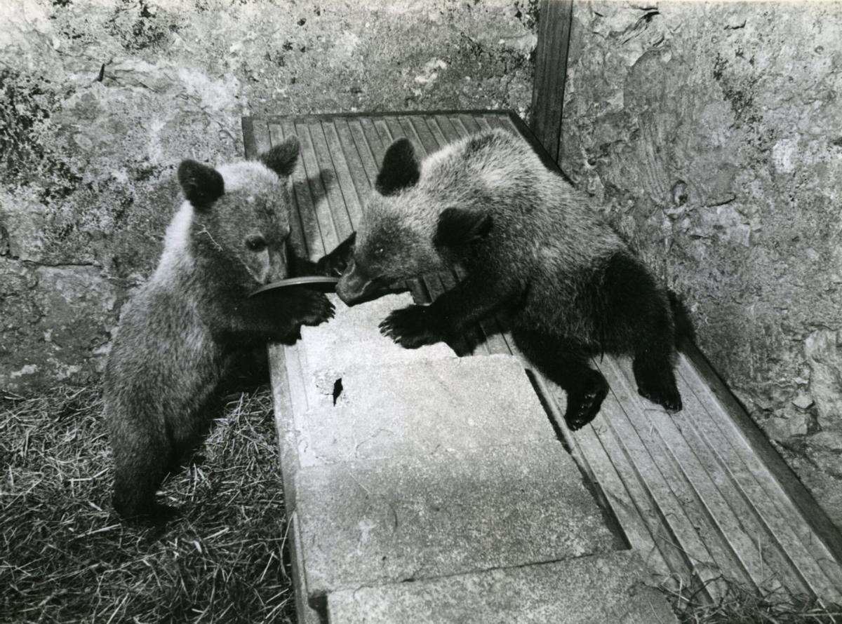 Tola y Paca, cuando fueron rescatadas en 1989.