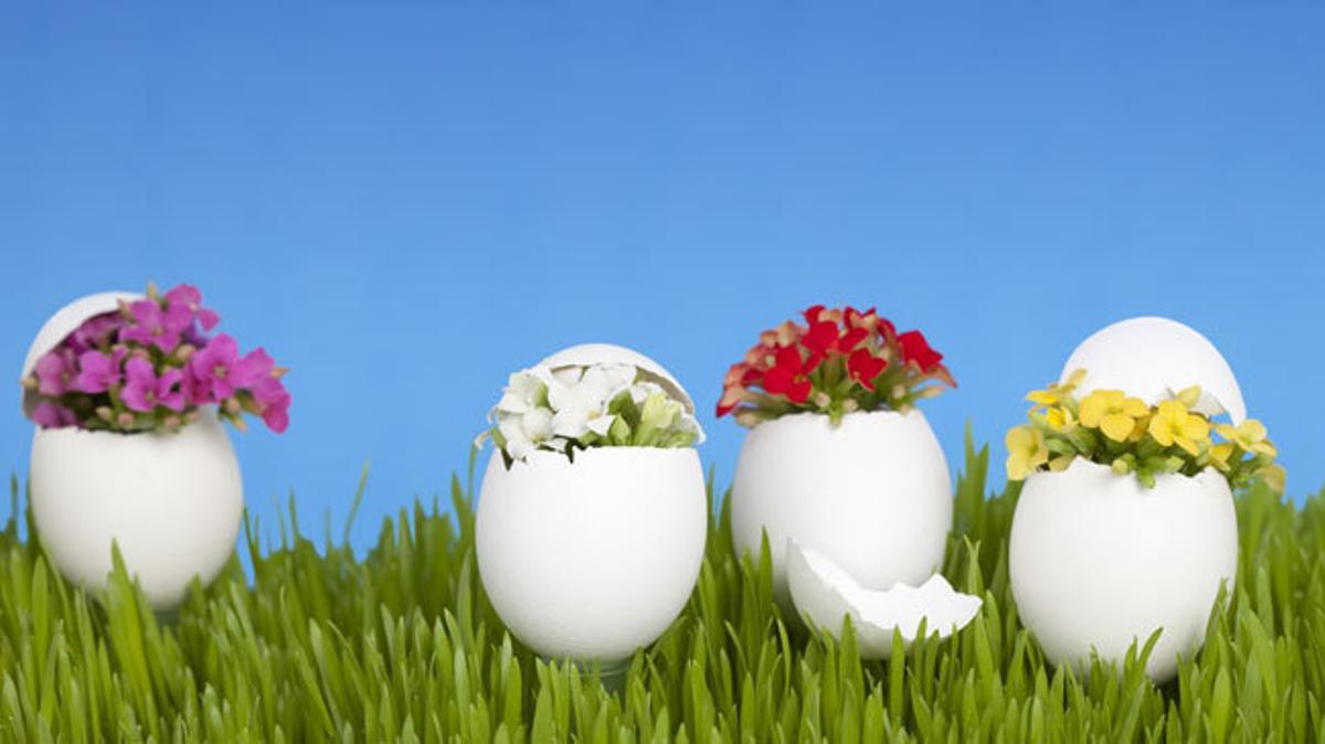 Diez plantas que mejorarán el ambiente del hogar