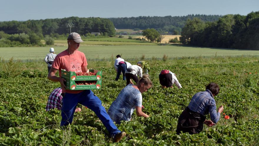 Agricultores en tareas de recolección en un campo de fresas.