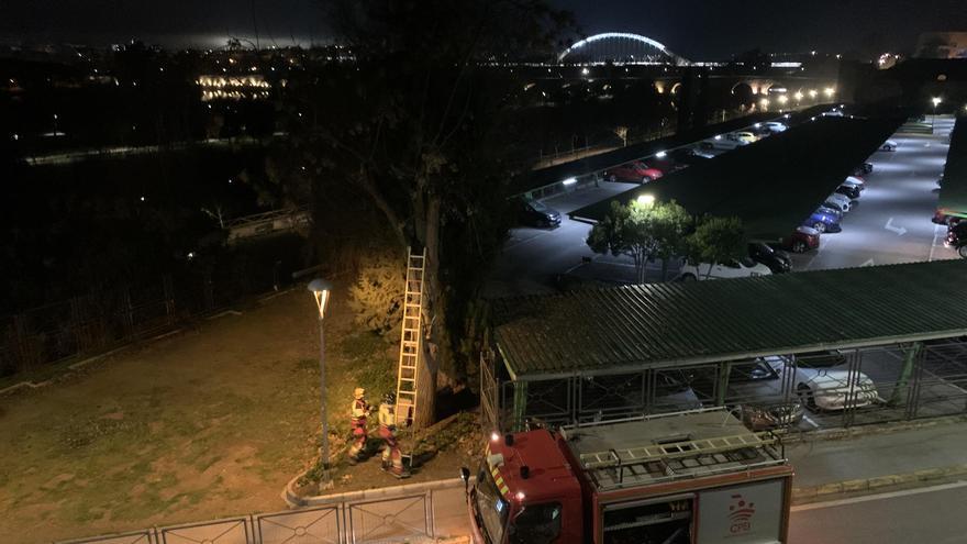 Los bomberos de Mérida logran un final feliz para un gato atrapado en lo alto de un árbol